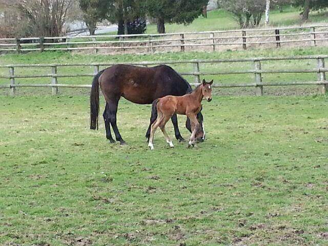Première pouliche de l'année