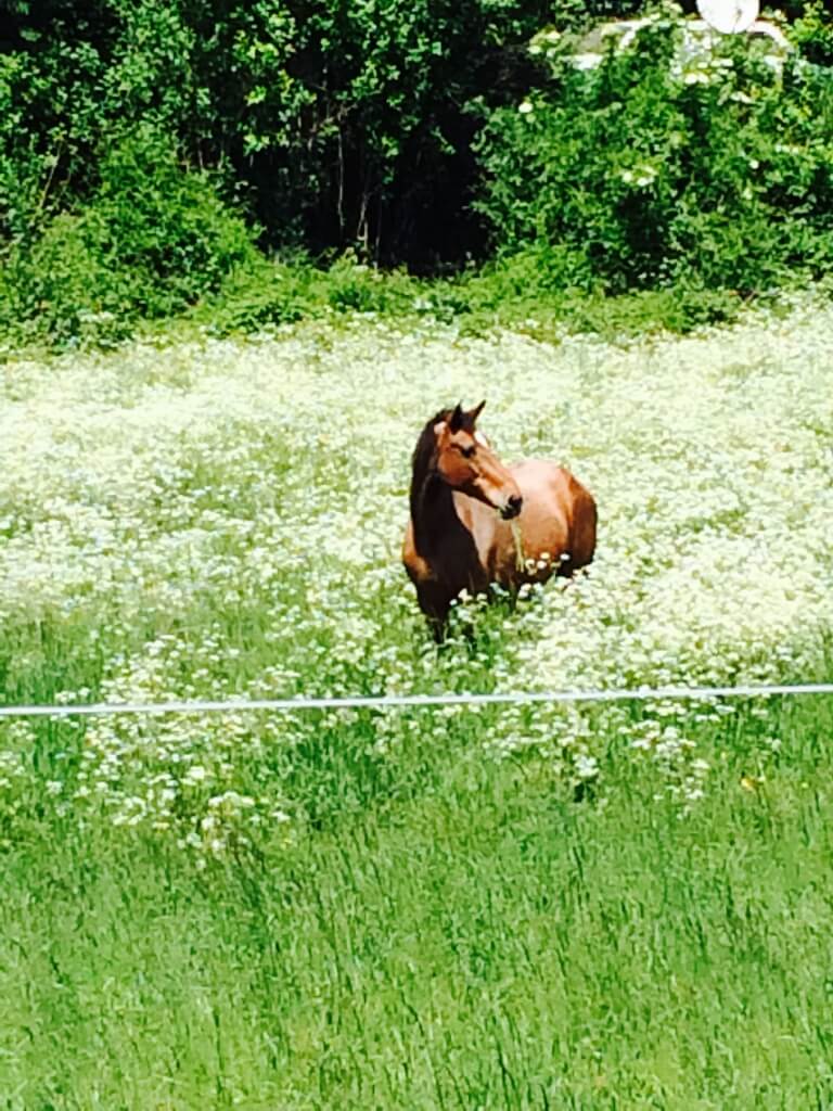 DISPARITION de la Grande LULU...