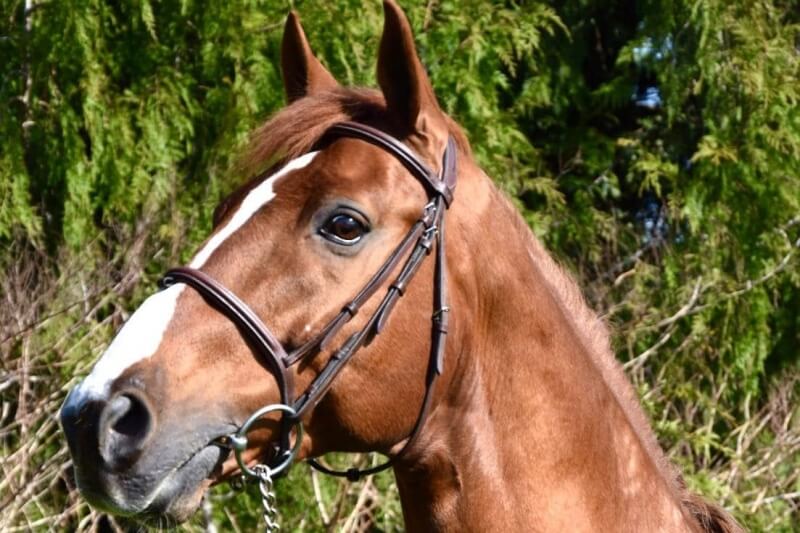 Taalex disponible en IAF au Haras de Villers