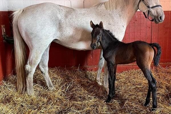 Magnifique pouliche de DAKAR