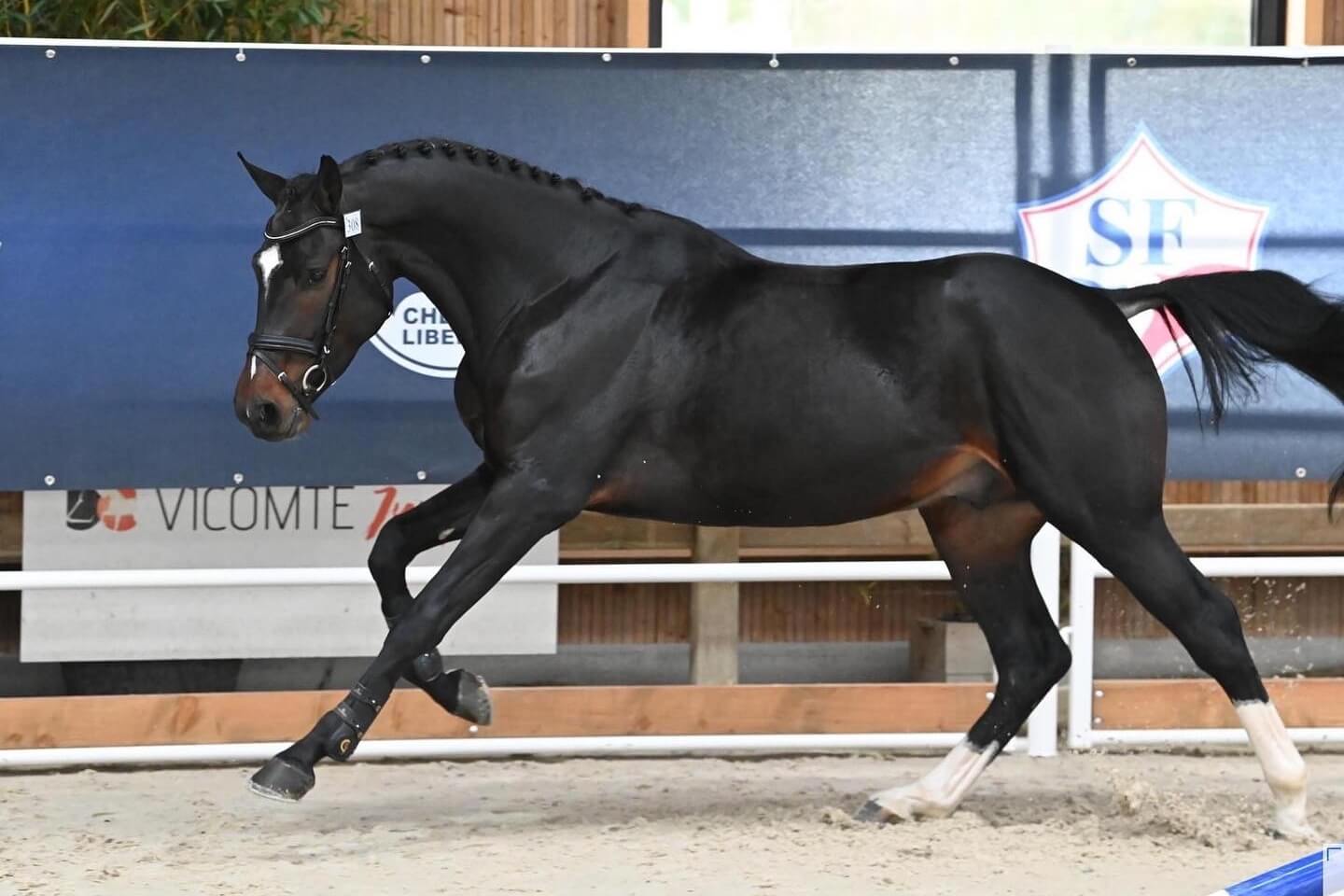 Jackpot D'Elbe gagnant de la qualificative des 3 ans